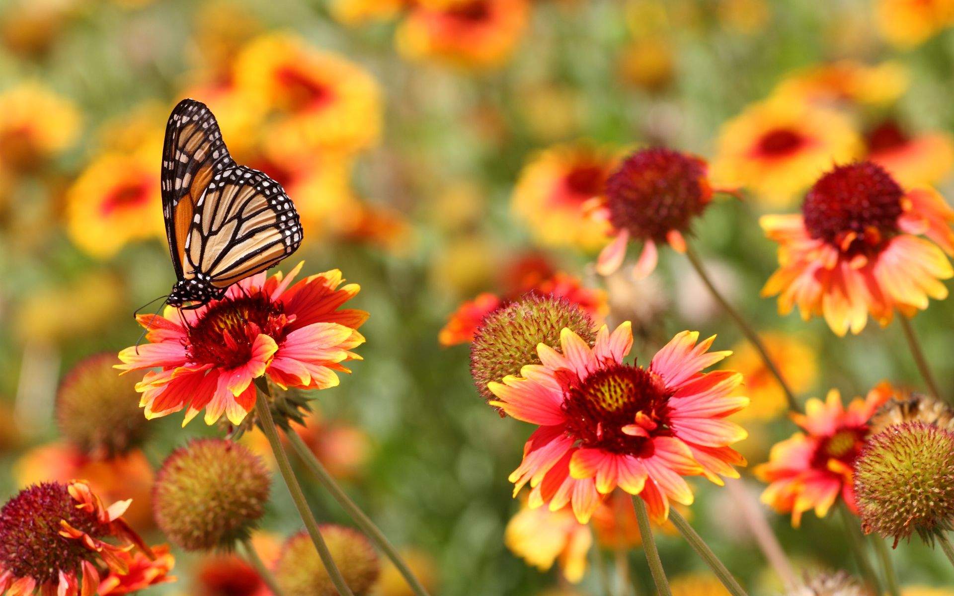 El curioso refrán catalán para dar la bienvenida a la primavera: ¿lo conoces?