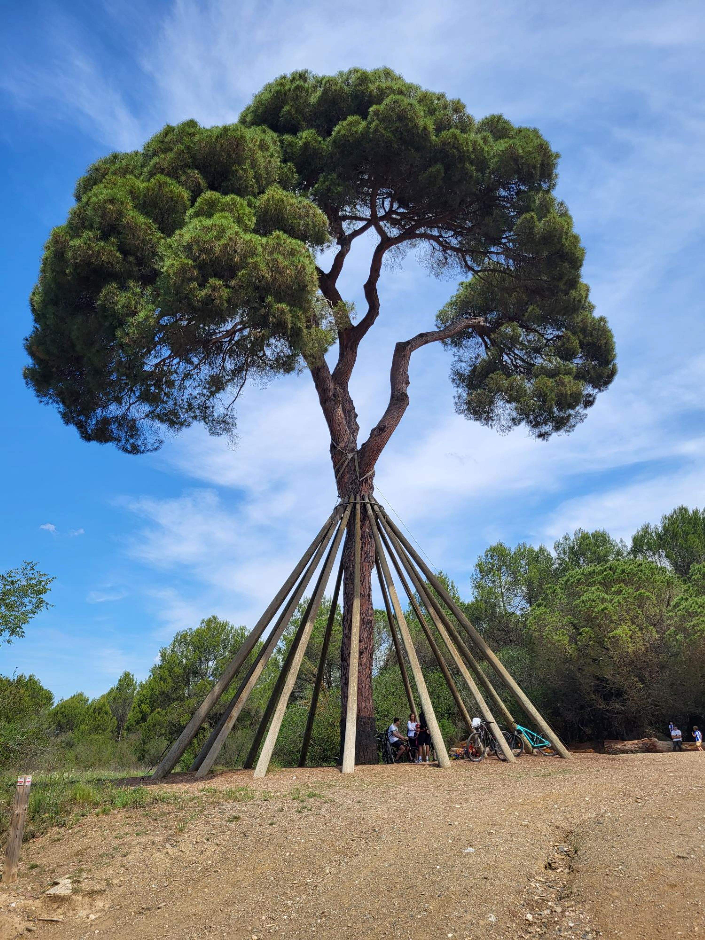 La Generalitat declara Árbol Monumental de Catalunya el Pi d’en Xandri de Sant Cugat