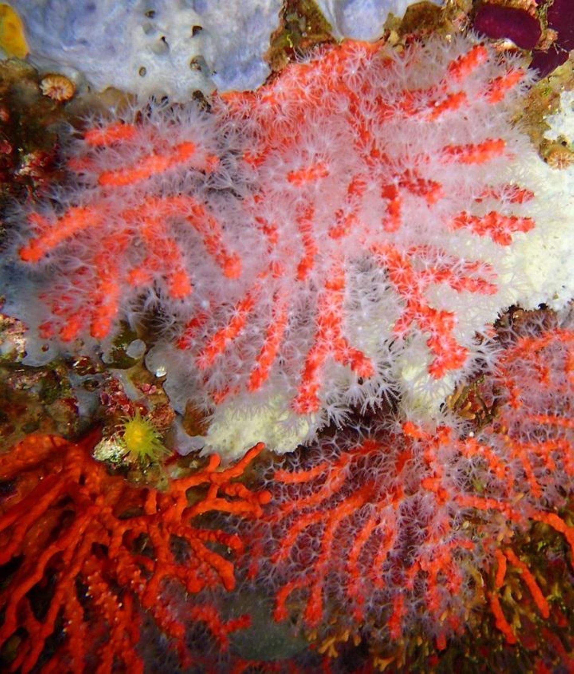 Gran noticia para el coral rojo de las islas Medes, diez años después