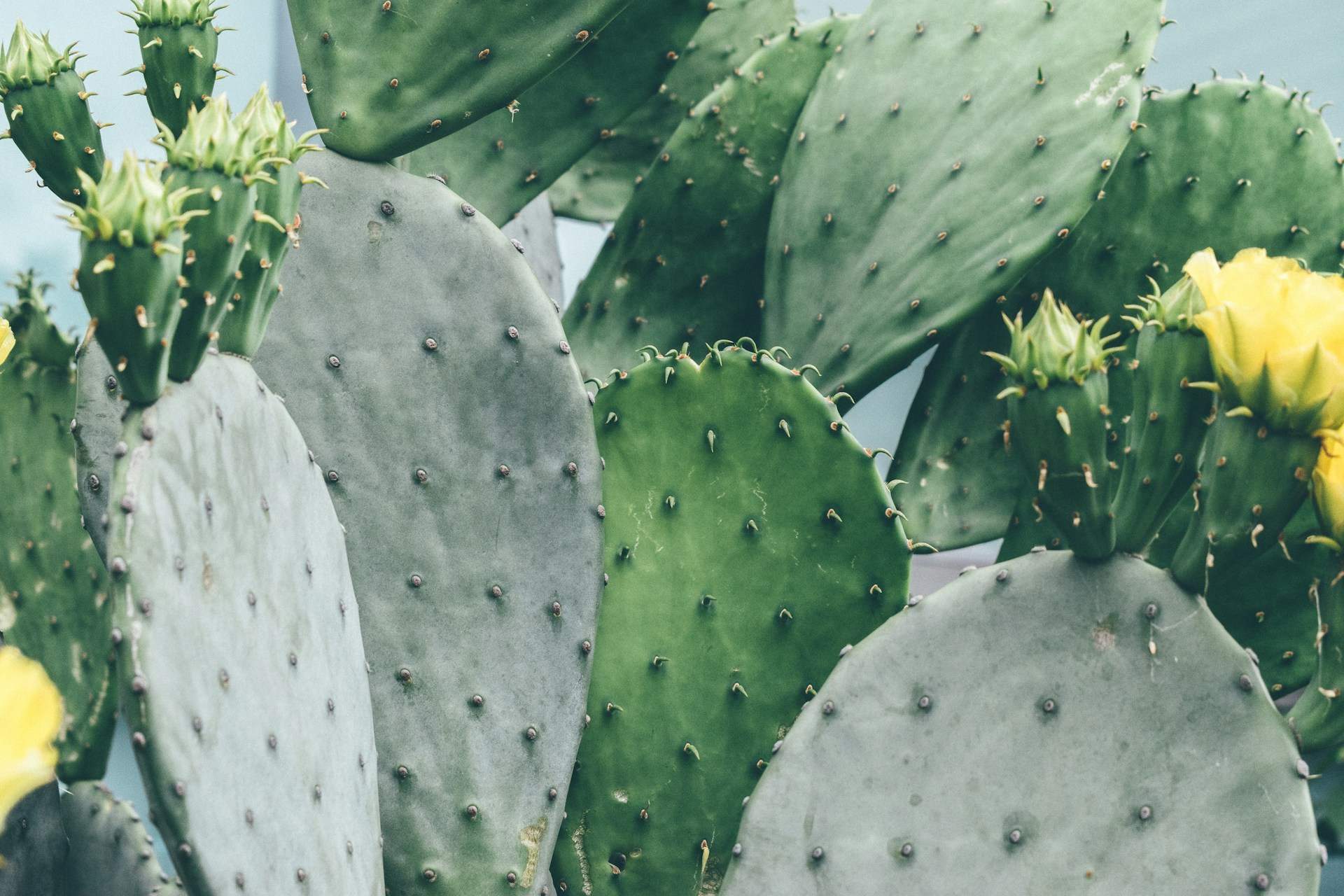 Aquest és el cactus que pots cuinar i menjar