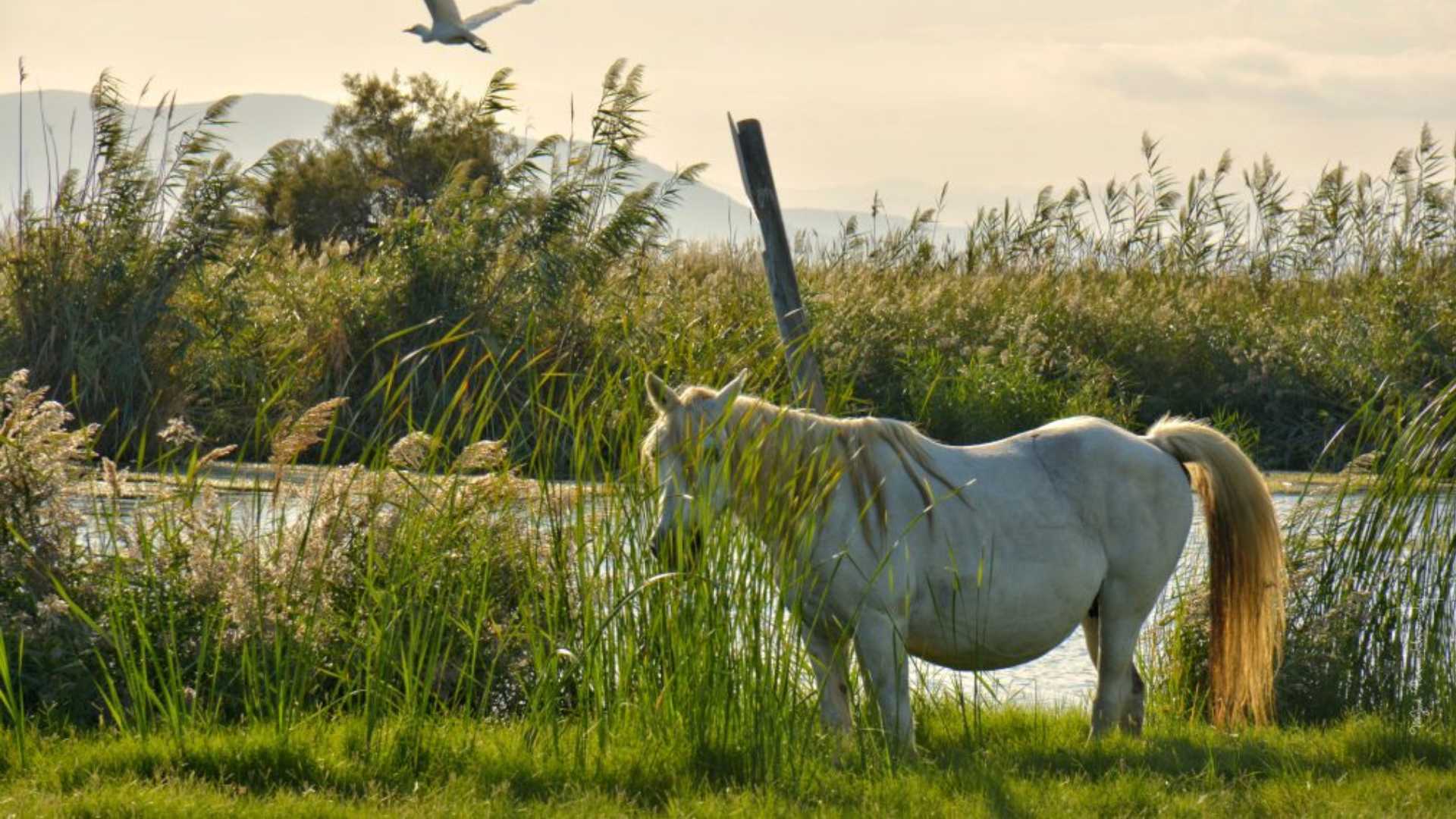 Descubre esta preciosa isla de Catalunya: la conoce muy poca gente y está a punto de desaparecer