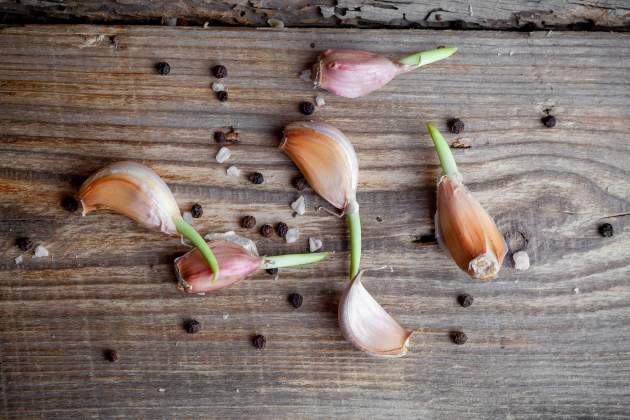 Ajo germinado. / Foto: Cedida Ajo germinado. / Foto: Cedida