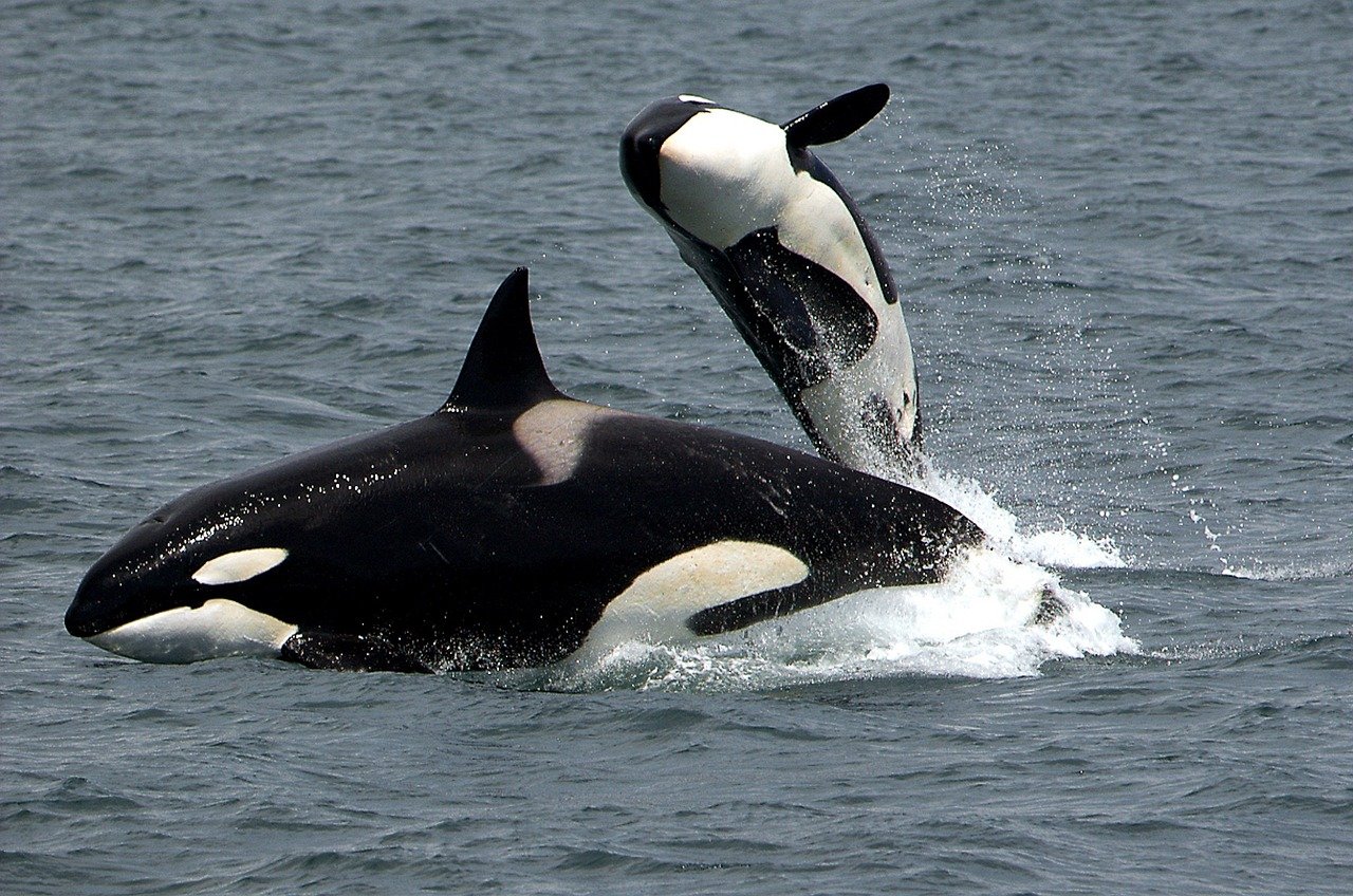 El mayor parque marino de Europa cierra puertas y busca dónde reubicar a sus dos orcas